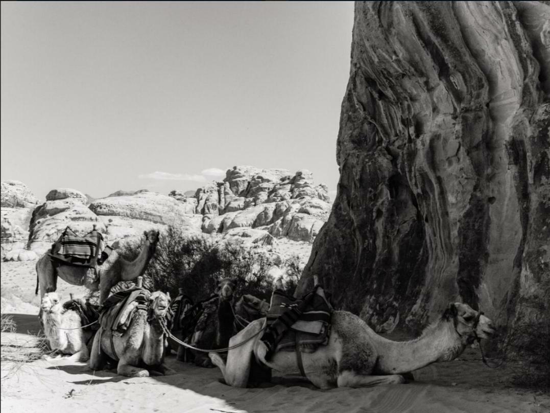 Wadi Rum Moon Camp المظهر الخارجي الصورة