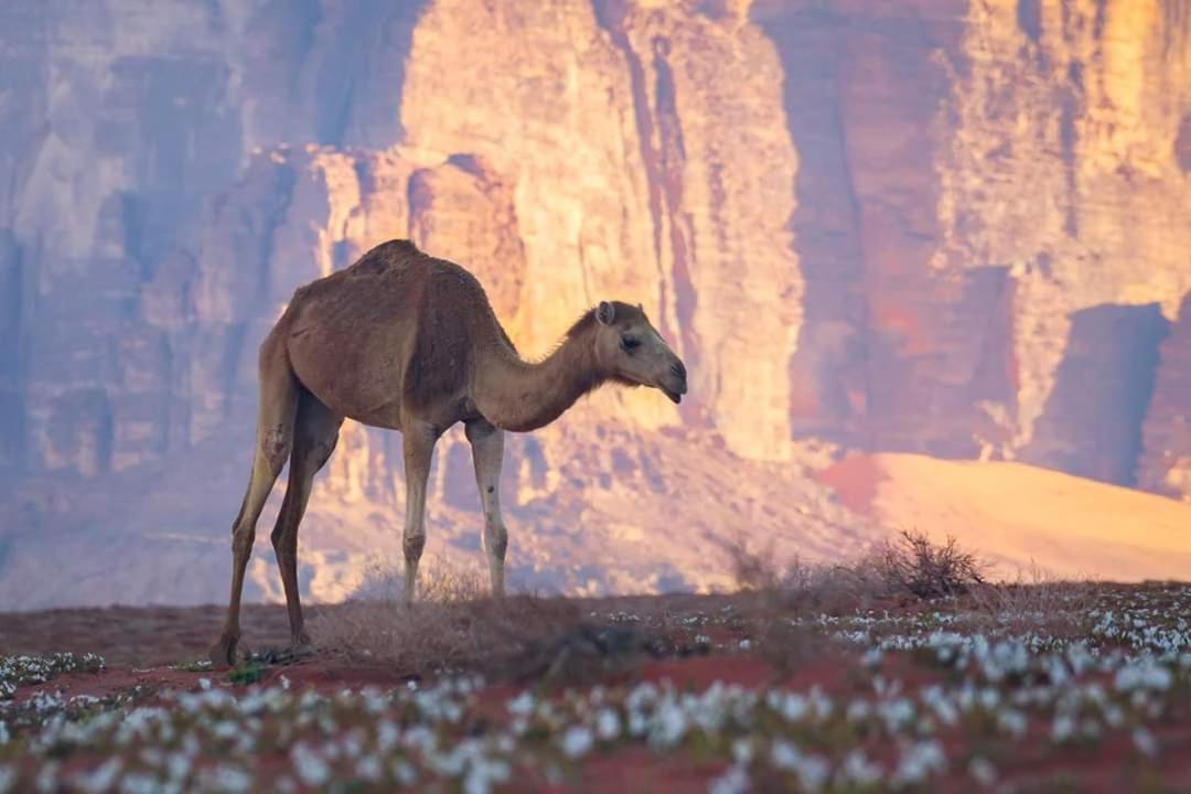 Wadi Rum Moon Camp المظهر الخارجي الصورة